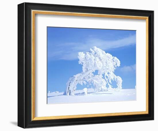 Snow-Laden Tree in Black Forest Winter Scene-Herbert Kehrer-Framed Photographic Print