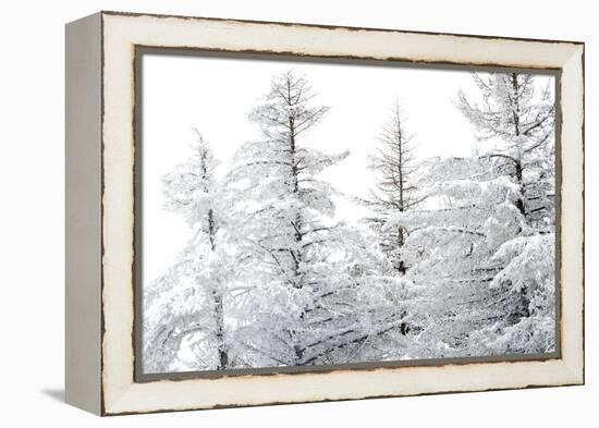 Snow-Laden Trees-Howard Ruby-Framed Premier Image Canvas