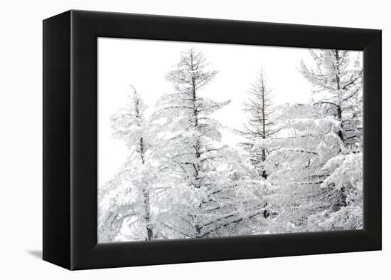 Snow-Laden Trees-Howard Ruby-Framed Premier Image Canvas