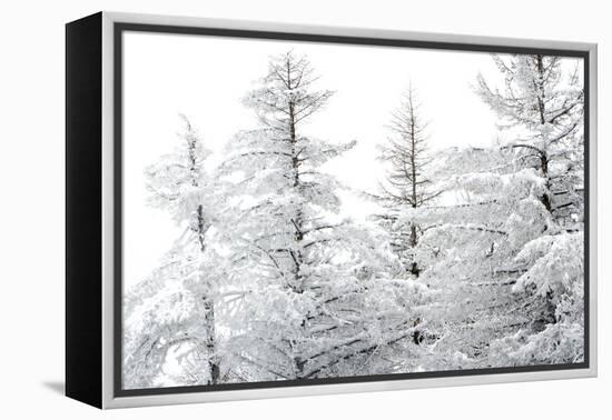 Snow-Laden Trees-Howard Ruby-Framed Premier Image Canvas