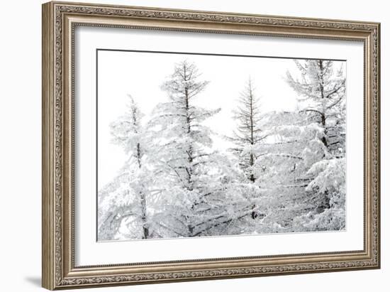 Snow-Laden Trees-Howard Ruby-Framed Photographic Print