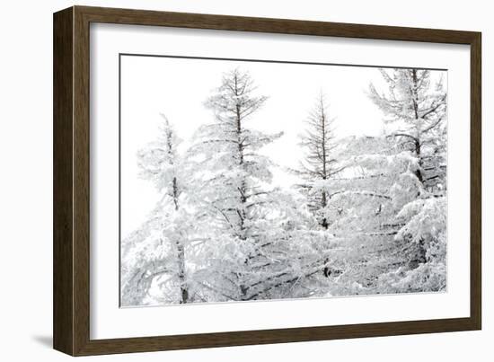 Snow-Laden Trees-Howard Ruby-Framed Photographic Print