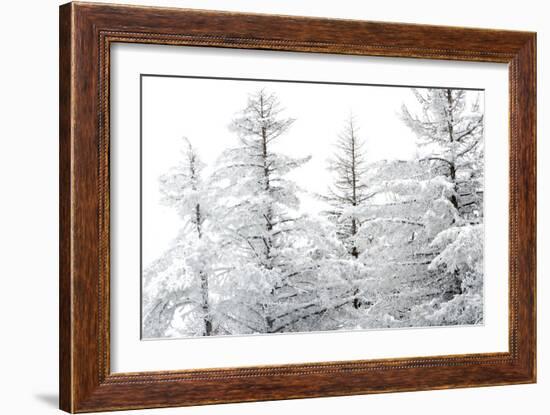 Snow-Laden Trees-Howard Ruby-Framed Photographic Print