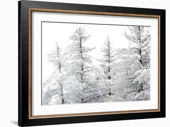 Snow-Laden Trees-Howard Ruby-Framed Photographic Print