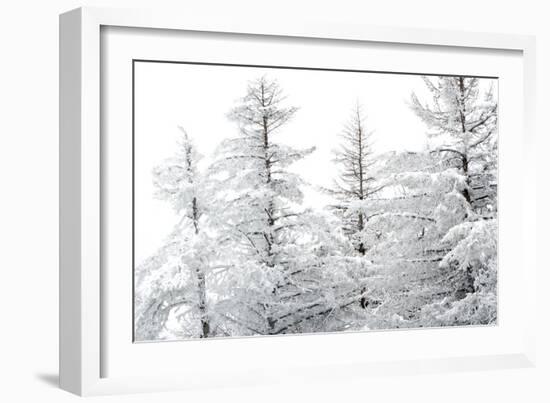 Snow-Laden Trees-Howard Ruby-Framed Photographic Print