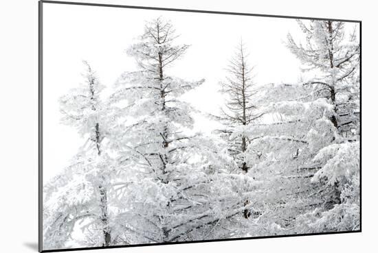 Snow-Laden Trees-Howard Ruby-Mounted Photographic Print