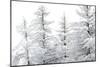 Snow-Laden Trees-Howard Ruby-Mounted Photographic Print
