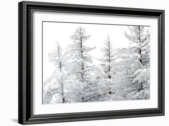 Snow-Laden Trees-Howard Ruby-Framed Photographic Print