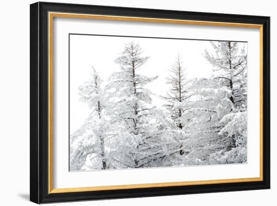 Snow-Laden Trees-Howard Ruby-Framed Photographic Print