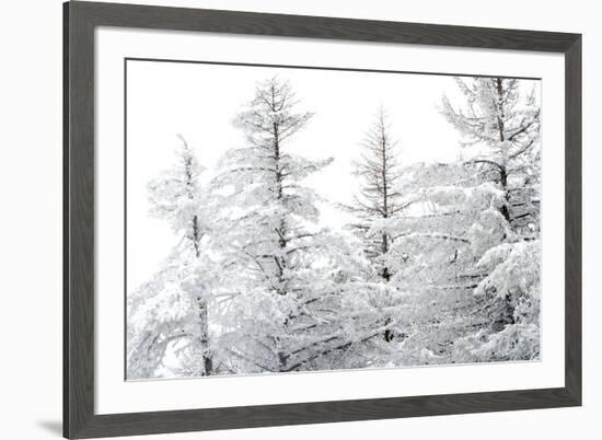 Snow-Laden Trees-Howard Ruby-Framed Photographic Print