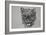 Snow Leopard, 2016-Lou Gibbs-Framed Giclee Print