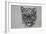 Snow Leopard, 2016-Lou Gibbs-Framed Giclee Print