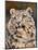 snow leopard 6-David Stribbling-Mounted Art Print