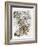 Snow Leopard and Ghost Image-Barbara Keith-Framed Giclee Print