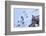 Snow leopard at dusk, Himalayas, Himachal Pradesh, India-Oriol Alamany-Framed Photographic Print