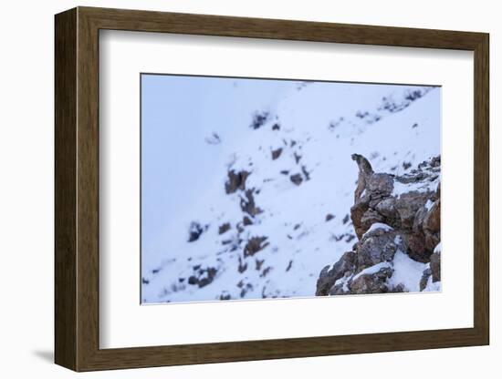 Snow leopard at dusk, Himalayas, Himachal Pradesh, India-Oriol Alamany-Framed Photographic Print