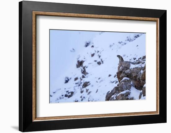 Snow leopard at dusk, Himalayas, Himachal Pradesh, India-Oriol Alamany-Framed Photographic Print