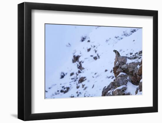 Snow leopard at dusk, Himalayas, Himachal Pradesh, India-Oriol Alamany-Framed Photographic Print