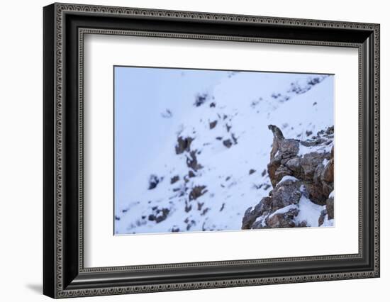 Snow leopard at dusk, Himalayas, Himachal Pradesh, India-Oriol Alamany-Framed Photographic Print