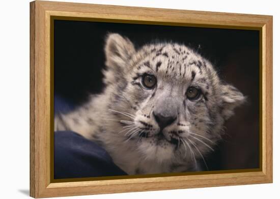 Snow Leopard Cub-DLILLC-Framed Premier Image Canvas