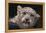 Snow Leopard Cub-DLILLC-Framed Premier Image Canvas