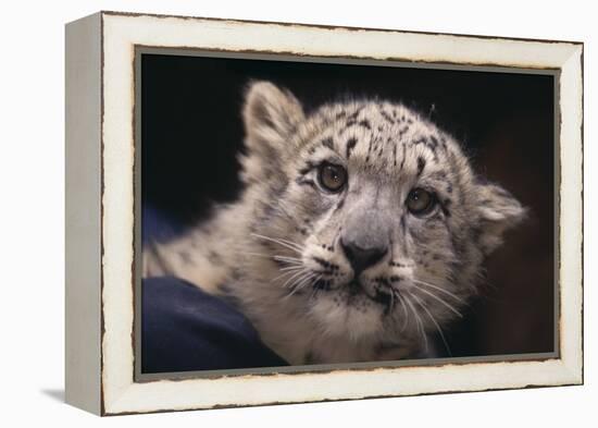 Snow Leopard Cub-DLILLC-Framed Premier Image Canvas