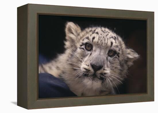 Snow Leopard Cub-DLILLC-Framed Premier Image Canvas