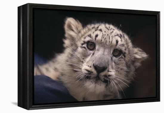 Snow Leopard Cub-DLILLC-Framed Premier Image Canvas