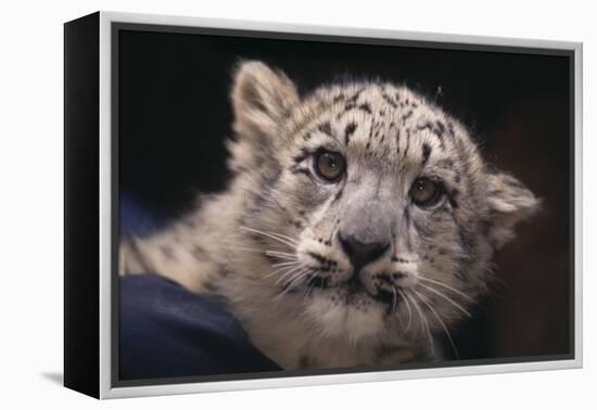 Snow Leopard Cub-DLILLC-Framed Premier Image Canvas