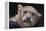 Snow Leopard Cub-DLILLC-Framed Premier Image Canvas