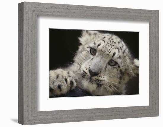 Snow Leopard Cub-DLILLC-Framed Photographic Print