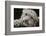 Snow Leopard Cub-DLILLC-Framed Photographic Print