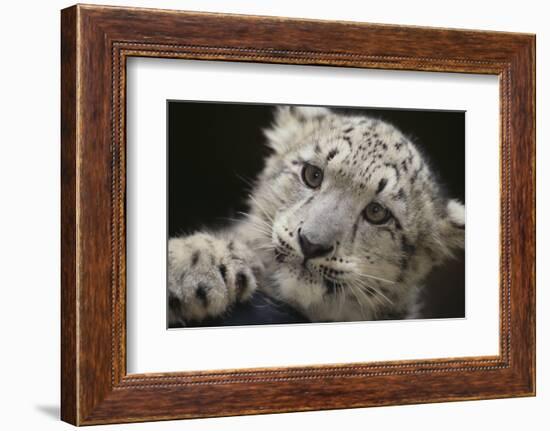 Snow Leopard Cub-DLILLC-Framed Photographic Print