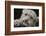 Snow Leopard Cub-DLILLC-Framed Photographic Print