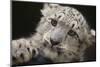 Snow Leopard Cub-DLILLC-Mounted Photographic Print