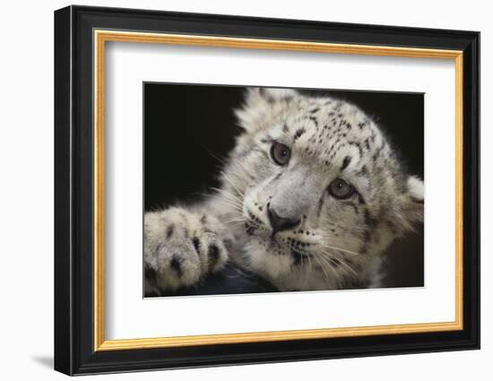 Snow Leopard Cub-DLILLC-Framed Photographic Print