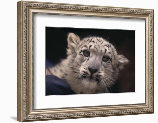 Snow Leopard Cub-DLILLC-Framed Photographic Print