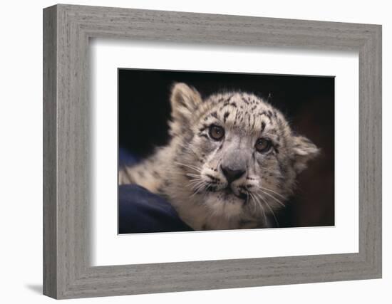 Snow Leopard Cub-DLILLC-Framed Photographic Print