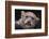 Snow Leopard Cub-DLILLC-Framed Photographic Print