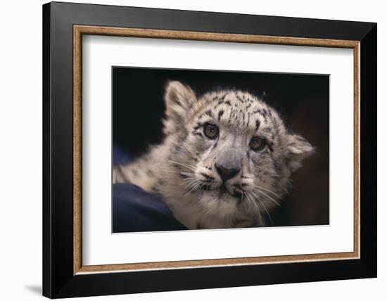 Snow Leopard Cub-DLILLC-Framed Photographic Print