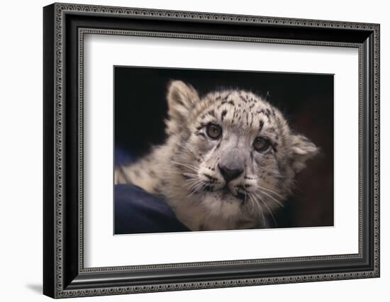 Snow Leopard Cub-DLILLC-Framed Photographic Print