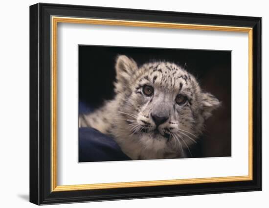 Snow Leopard Cub-DLILLC-Framed Photographic Print