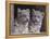 Snow Leopard Cubs-DLILLC-Framed Premier Image Canvas