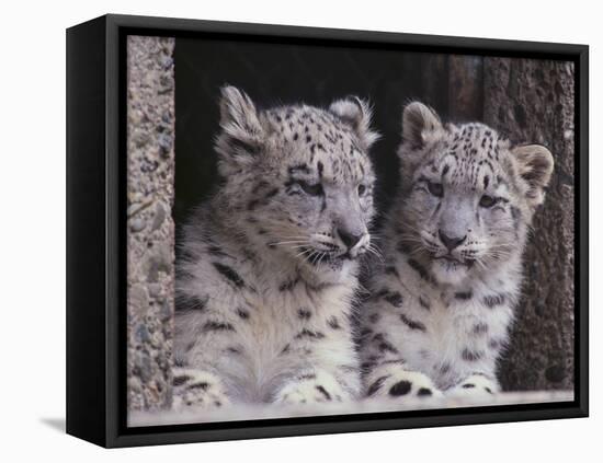 Snow Leopard Cubs-DLILLC-Framed Premier Image Canvas