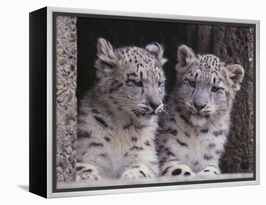 Snow Leopard Cubs-DLILLC-Framed Premier Image Canvas