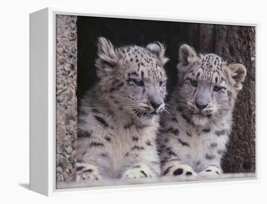 Snow Leopard Cubs-DLILLC-Framed Premier Image Canvas