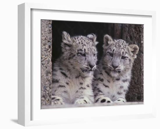 Snow Leopard Cubs-DLILLC-Framed Photographic Print