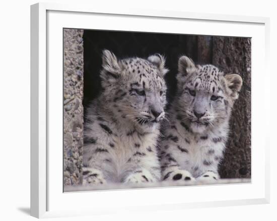 Snow Leopard Cubs-DLILLC-Framed Photographic Print