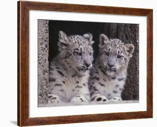 Snow Leopard Cubs-DLILLC-Framed Photographic Print