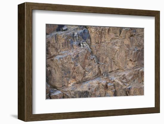 Snow Leopard female with two cubs, Himalayas, India-Oriol Alamany-Framed Photographic Print